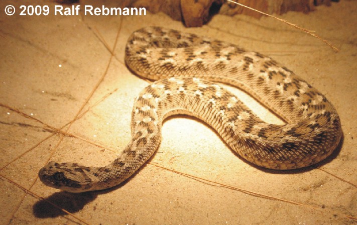 Echis carinatus Bild10